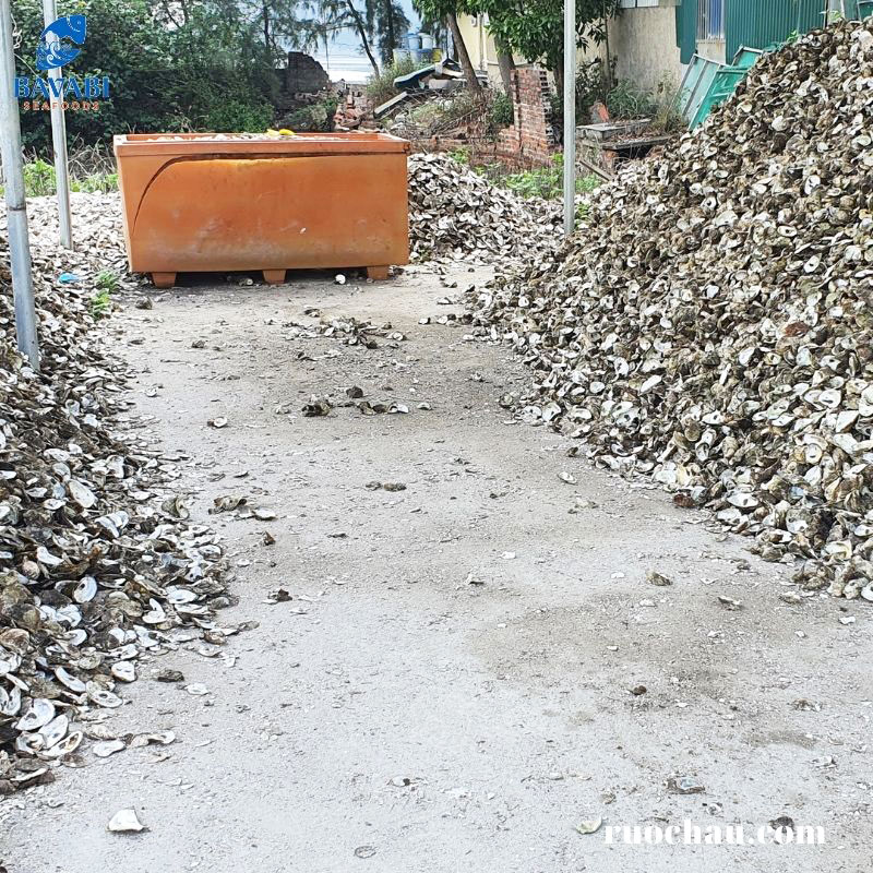 Vỏ hàu - Nguồn tài nguyên có giá trị cần được khai thác