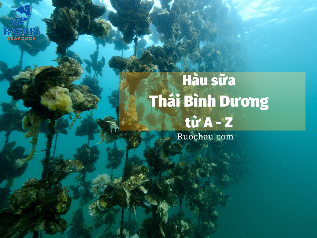 Tìm hiểu về đặc điểm của Hàu sữa Thái Bình Dương từ A - Z