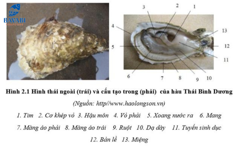 Learn about the characteristics of Pacific Milk Oysters from A to Z