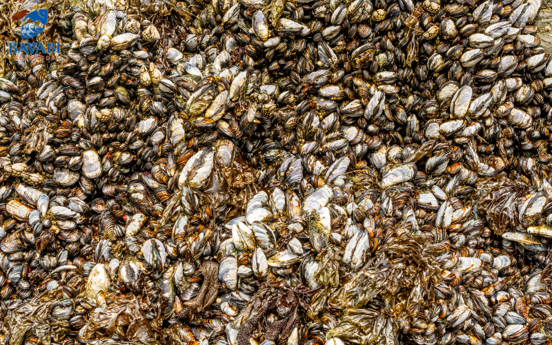 Learn about the characteristics of Pacific Oysters from A to Z