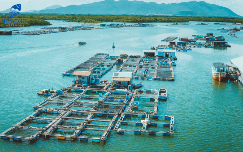 Learn about the characteristics of Pacific Milk Oysters from A to Z