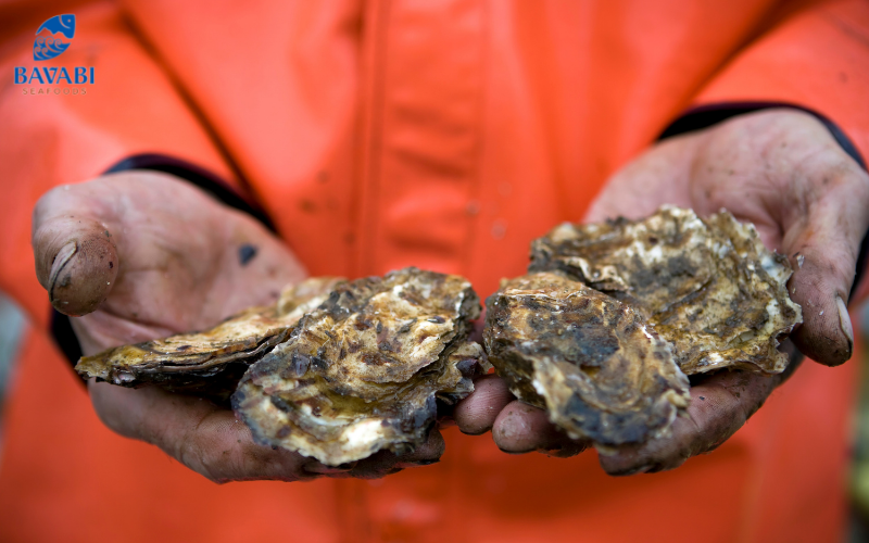 Learn about the characteristics of Pacific Milk Oysters from A to Z