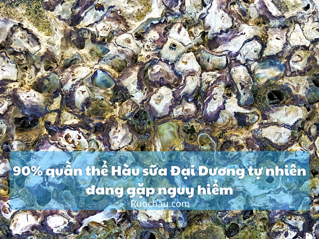 90% quần thể Hàu sữa Đại Dương tự nhiên đang gặp nguy hiểm