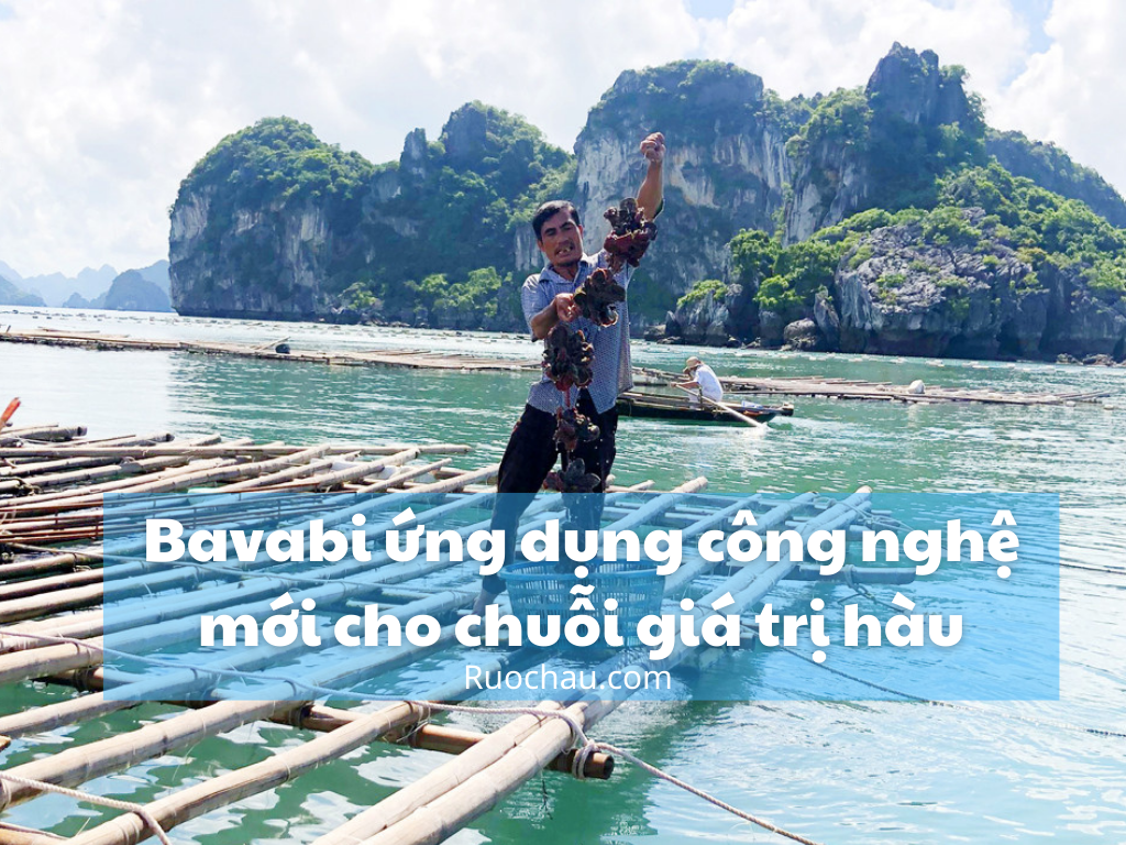 Bavabi ứng dụng công nghệ mới cho chuỗi giá trị hàu