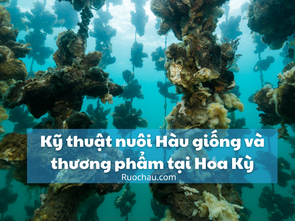 Kỹ thuật nuôi Hàu giống và thương phẩm tại Hoa Kỳ