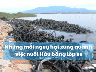 Những mối nguy hại xung quanh việc nuôi Hàu bằng lốp xe