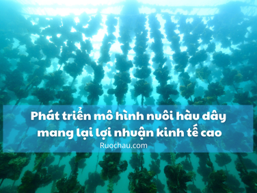 Phát triển mô hình nuôi hàu dây mang lại lợi nhuận kinh tế cao