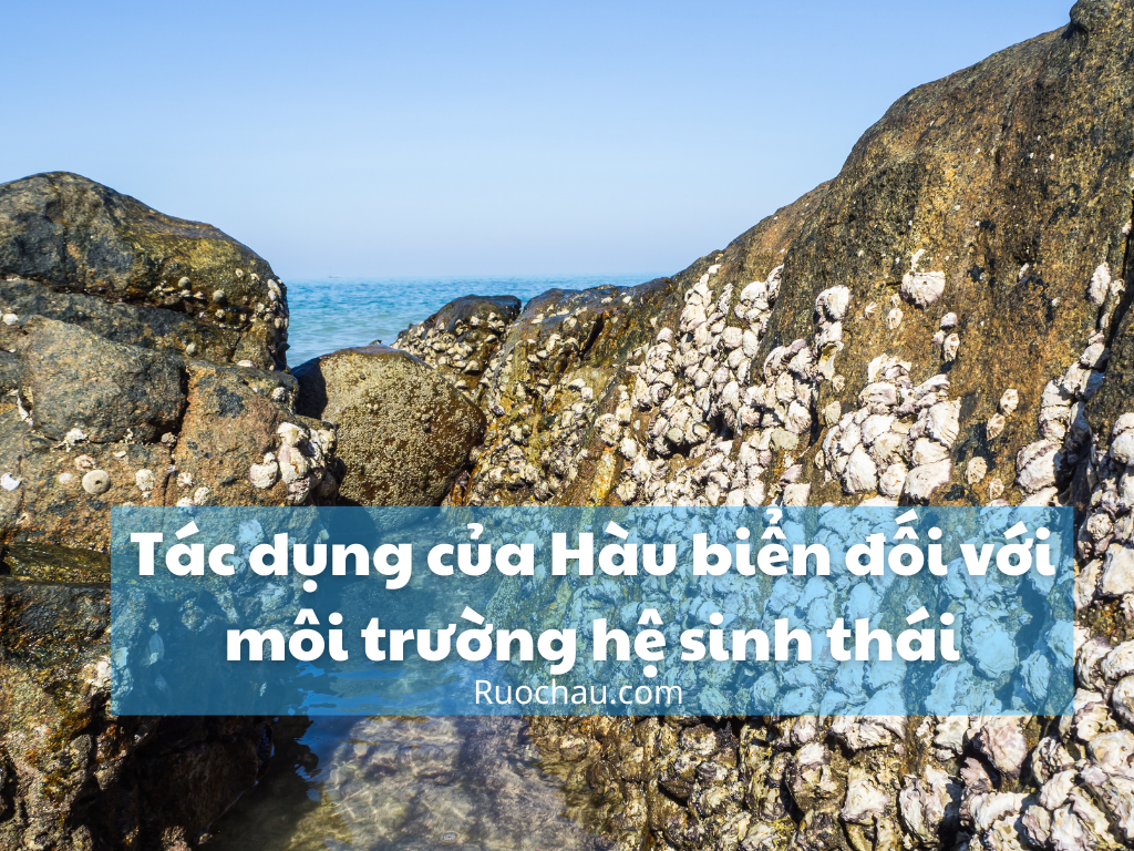 Tác dụng của Hàu biển đối với môi trường hệ sinh thái