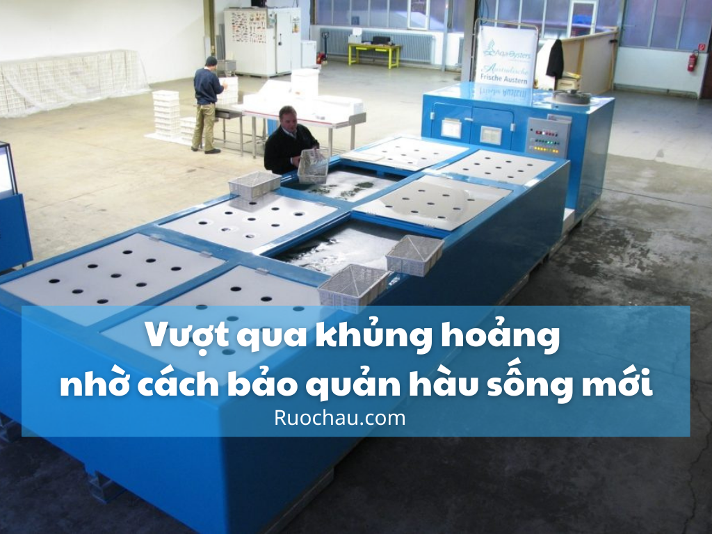 Vượt qua khủng hoảng nhờ cách bảo quản hàu sống mới