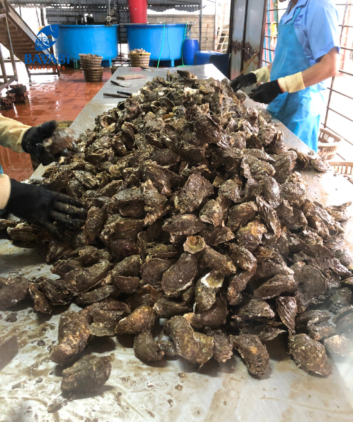 Hàu tươi đất BAVABI (chưa rửa)